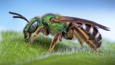 How to get rid of sweat bees