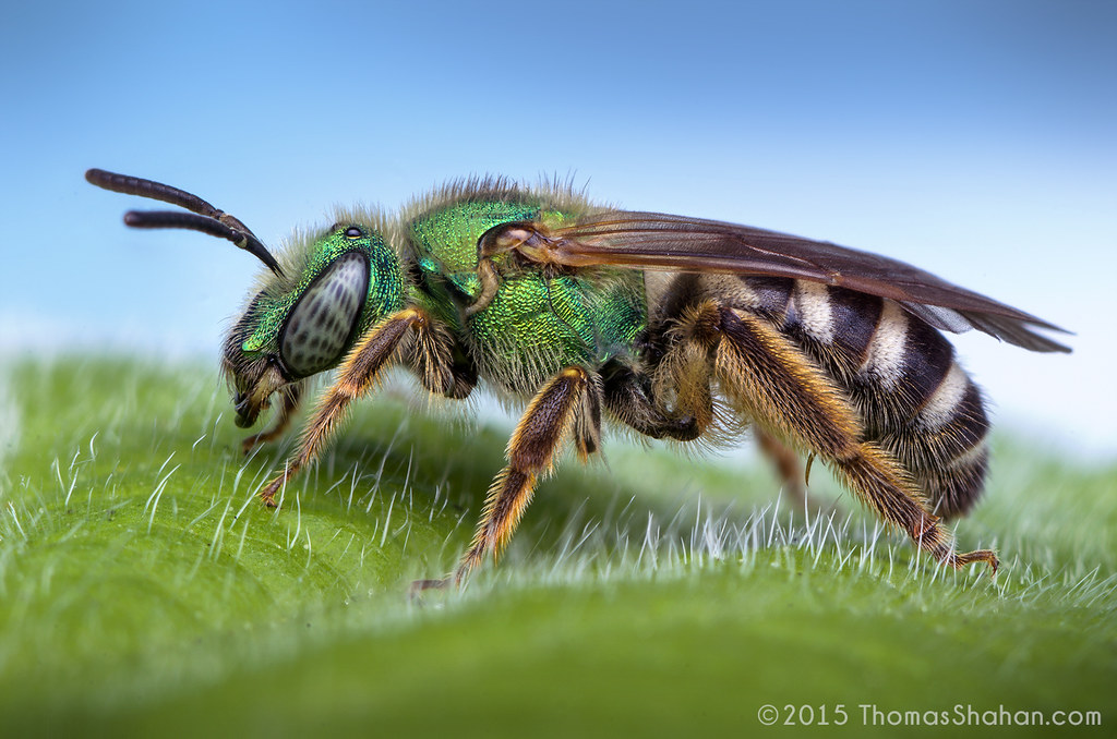 How to get rid of sweat bees