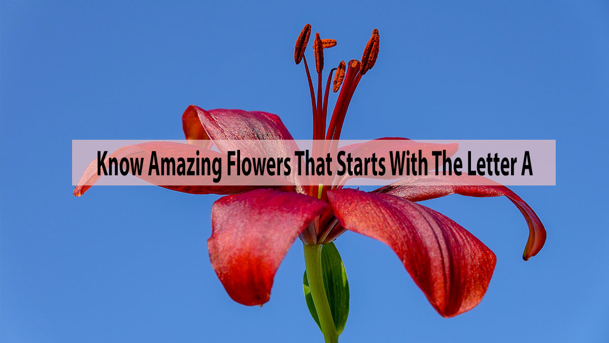 Know Amazing Flowers That Starts With The Letter A