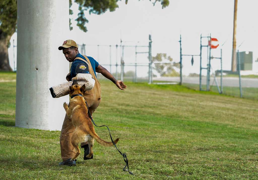Dog Trainin