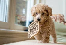 Goldendoodles