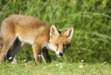Are Foxes Related to Dogs