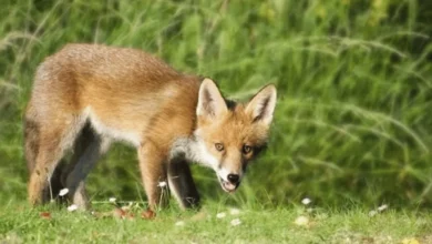 Are Foxes Related to Dogs