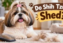 Do Shih Tzus Shed